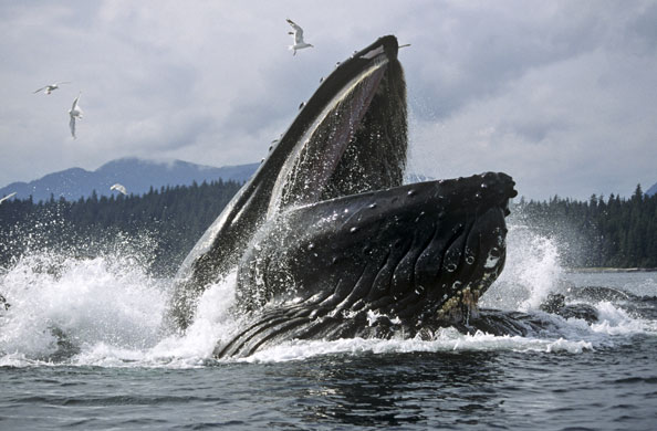 Humpback Pics