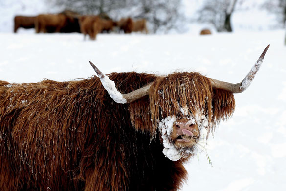 cold snap in UK: Highland Cattle on the North Yorkshire Moors