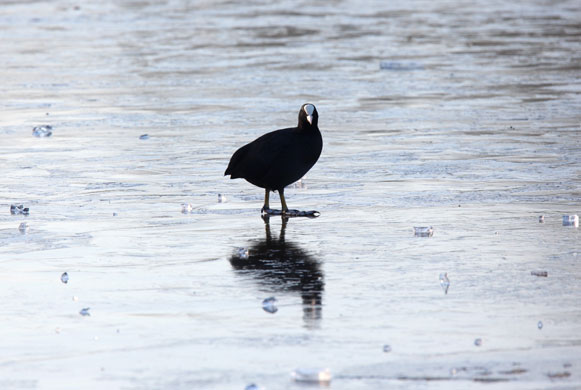 cold snap in UK: Epping Forest: A coot walks on the ice on Connaught Waters 