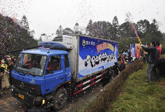 Chinese pandas: People cheer as a truck carrying ten giant pandas leave Bifengxia
