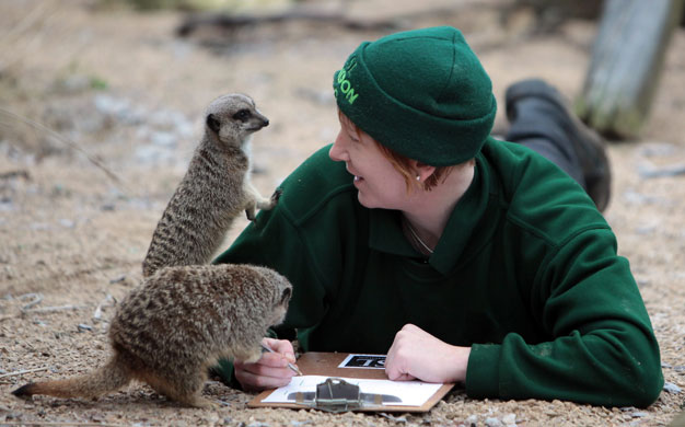 London zoo: Zoo keeper Lucy Hawley makes a record of the number of Meerkats