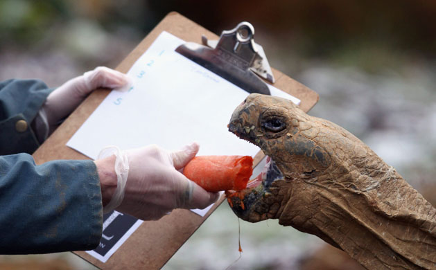 London zoo: Zoo keeper Sebastian Grant feeds Dirk the tortoise