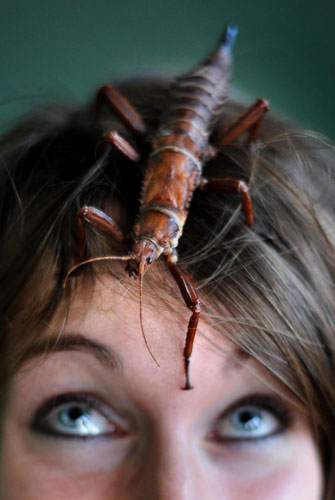 London zoo: Zoo keeper Laura Childs poses with a spiny stick insect