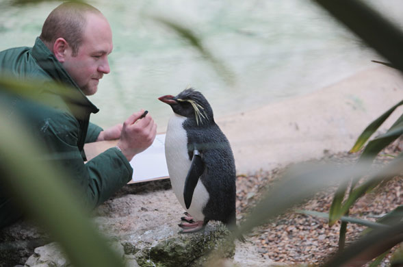 London zoo: Zoo keeper Tim Savage makes a record of the number of rock hopper penguins
