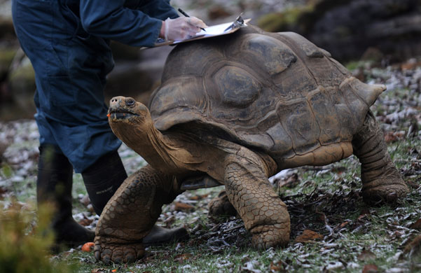 London zoo: A giant tortoise is counted during the annual stocktake
