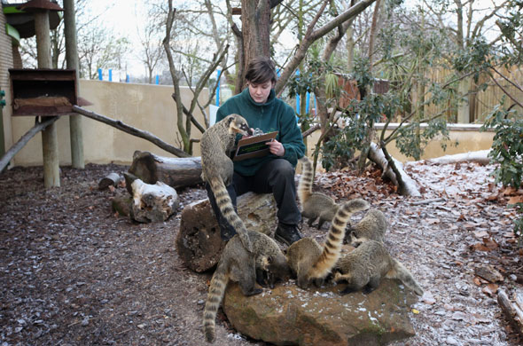 London zoo: Zoo keeper Lucy Smith makes a record of the number of coati's