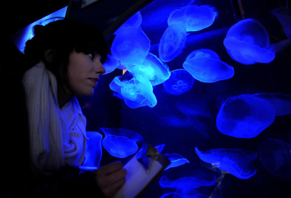 London zoo: Lynsey Ford inspects jellyfish during the annual stock-take at London Zoo
