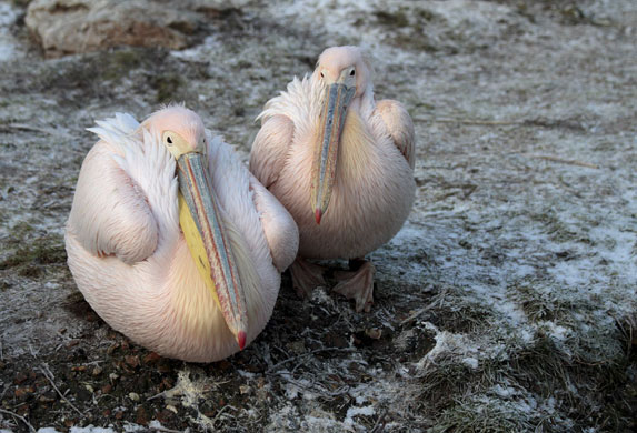 London zoo: Pelicans sit on a frosty bank in London Zoo