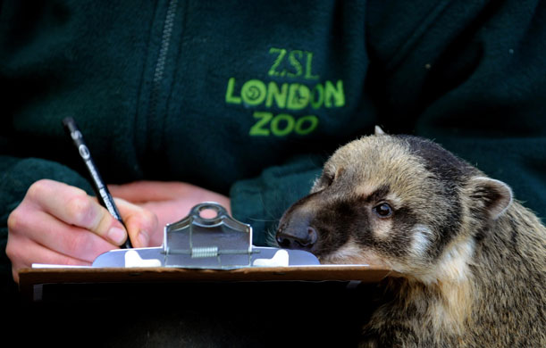 London zoo: A coati is counted
