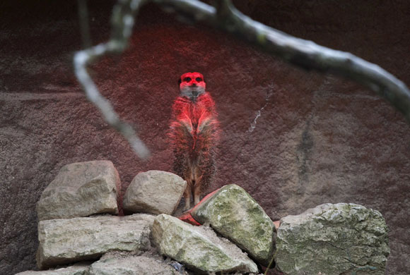 London zoo: A meerkat sits under a heat lamp