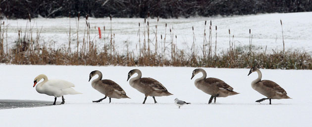 Snow: Swans cross a frozen lake in Southwell, Nottinghamshire