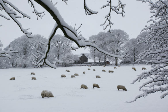 snow: Bury, Greater Manchester: Sheep in heavy snow on Holcombe Hill 