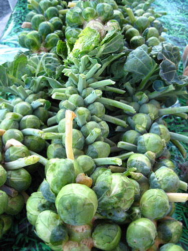 Jrwhippet's Street Market: Jrwhippet's Street Market Camera Club assignment