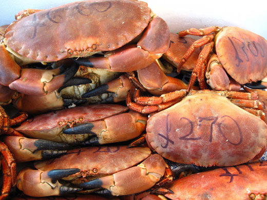 Jrwhippet's Street Market: Jrwhippet's Street Market Camera Club assignment