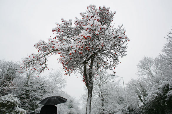 Winter weather: West Wickham, Kent, 6 January: Red berries on a snow covered tree
