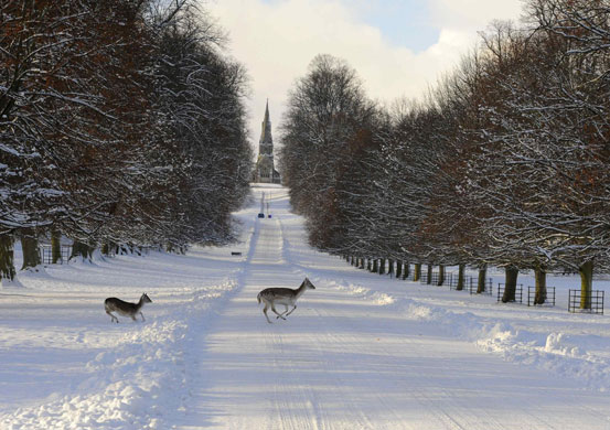 Winter weather: Ripon, North Yorkshire: Deer cross a snow-covered road at Fountains Abbey