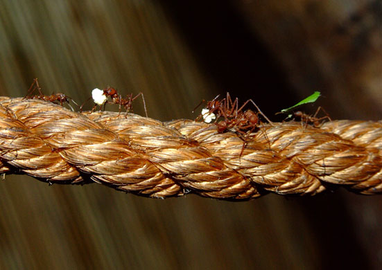 Alice Walsh: David Chittenden