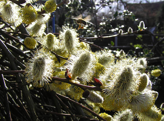 Alice Walsh: Paul Dobson