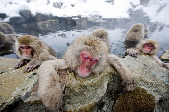Week in wildlife: Jigokudani, Japan: Japanese macaque monkeys