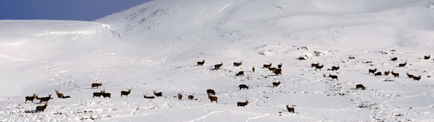 Week in wildlife: Scotland, UK: Red deer forage for food near the Drumochter Pass