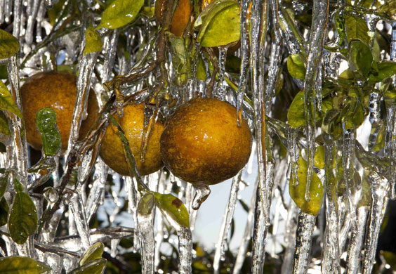 Week in wildlife: Plant City, US: Icicles hang from an orange tree