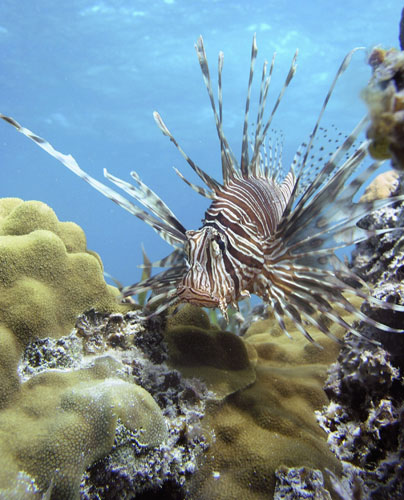 Week in wildlife: Caribbean: An Indo-Pacific red lionfish