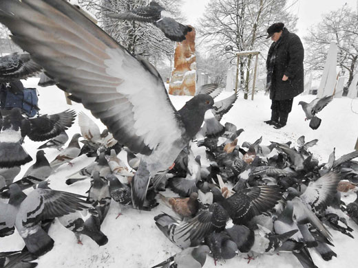 Week in wildlife: Ljubljana, Slovenia: A woman feeds pigeons in a park