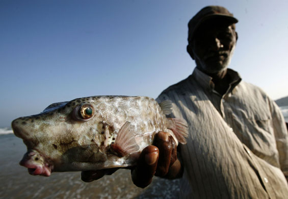 Week in wildlife: Trincomalee, Sri Lanka: A fisherman shows a photographer a dead box fish