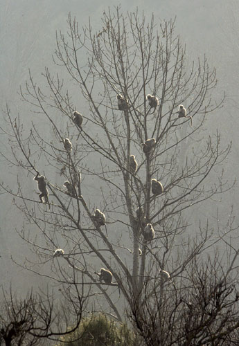 Week in wildlife: Srinagar, India: Himalayan langurs rest on a tree in Dachigam national park