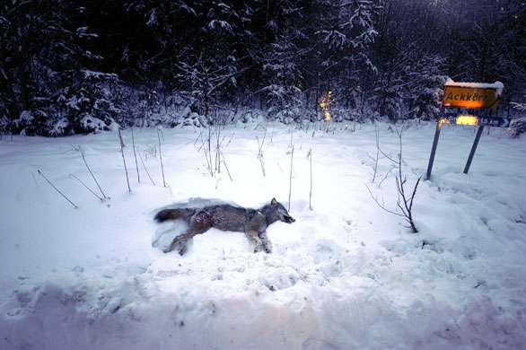 Week in wildlife: Kristinehamn, Sweden: A wolf lays on the snow after being shot by hunters