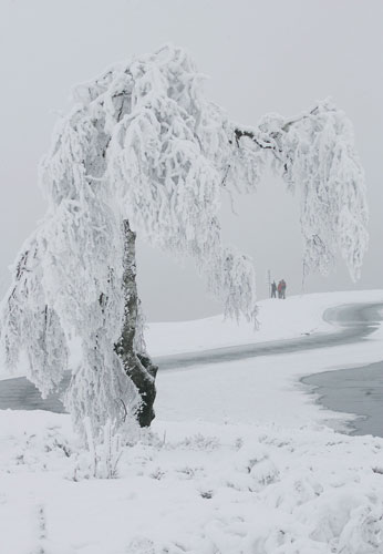 Northern hemisphere: Willingen, Germany: A snow-covered tree