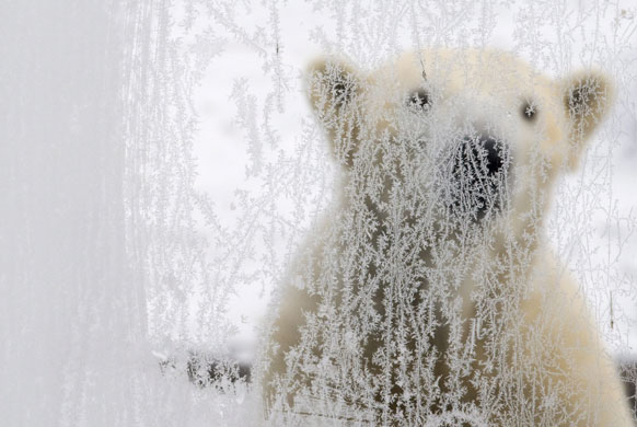 Northern hemisphere: Gelsenkirchen, Germany: A polar bear sits behind a frozen glass window