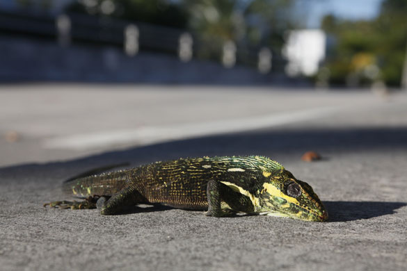 24 hours in pictures: iguana immobilized by cold weather in florida
