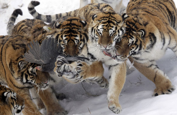 24 hours in pictures: Siberian tigers fight over a wild bird at the Harbin Tiger Park 