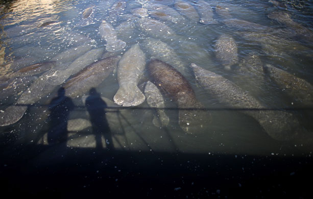 24 hours in pictures: Manatees gathetry to keep warm in Florida 