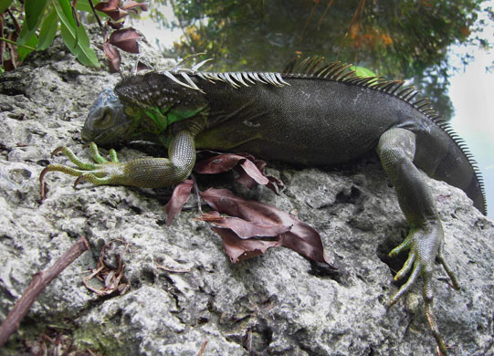 24 Hours in Pictures: An iguana which fell from a tree climbs a rock in Miami