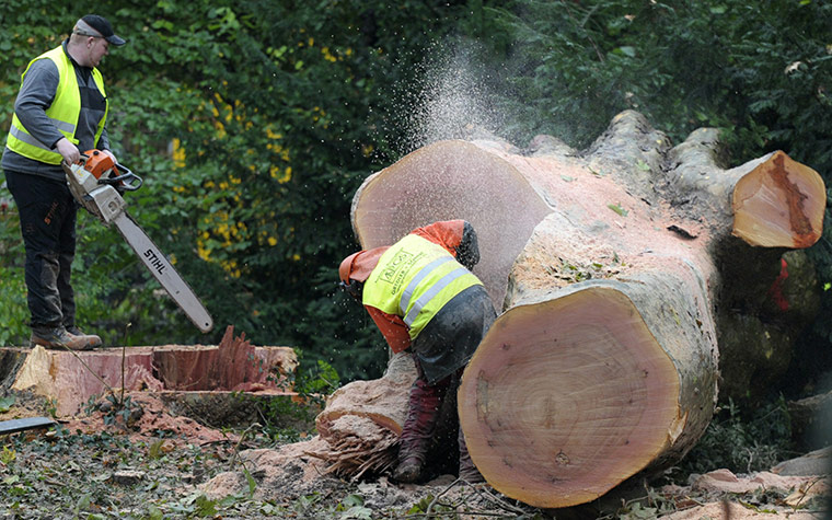 Stuttgart 21 Protest: Forest workers are sawing the trunk of a cut tree in Stuttgart