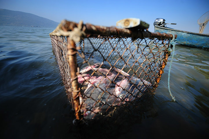 Hungary toxic sludge: Freshly caught fish from Danube fleet next to a boat in Bazias