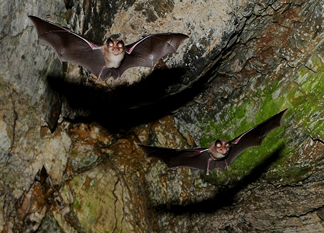 24 hours: Bats fly in a cave by the river Danube