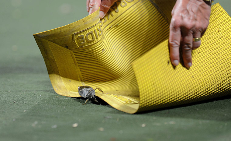 sport: Sport - 2010 Commonwealth Games - Day Seven - Delhi