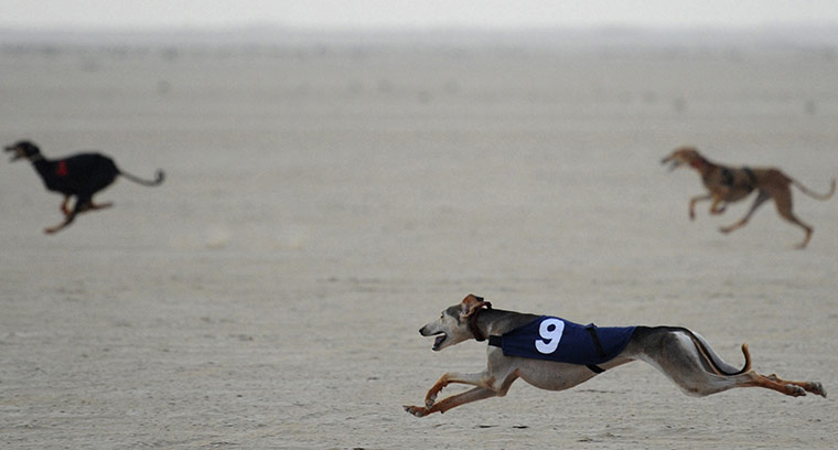 24 hours in pictures: Arabian Saluki Championship