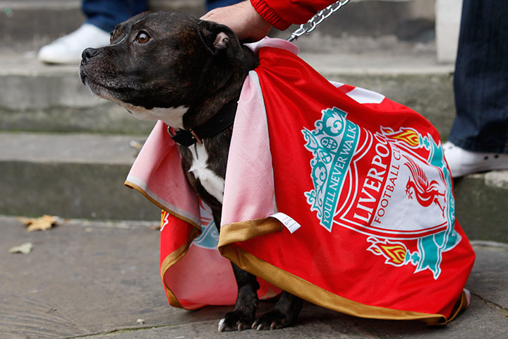 Liverpool in court: Liverpool fan's dog