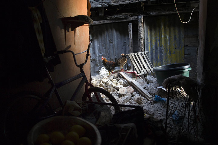Ramon Espinosa: Two fighting cocks sit among the remains of a house after the earthquake