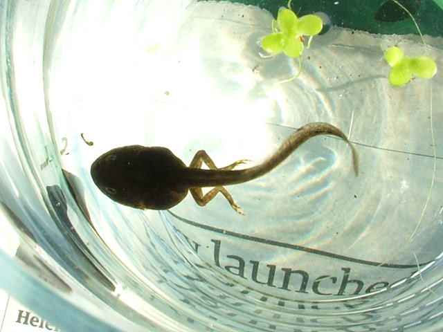 In pictures: evolution: tadpole