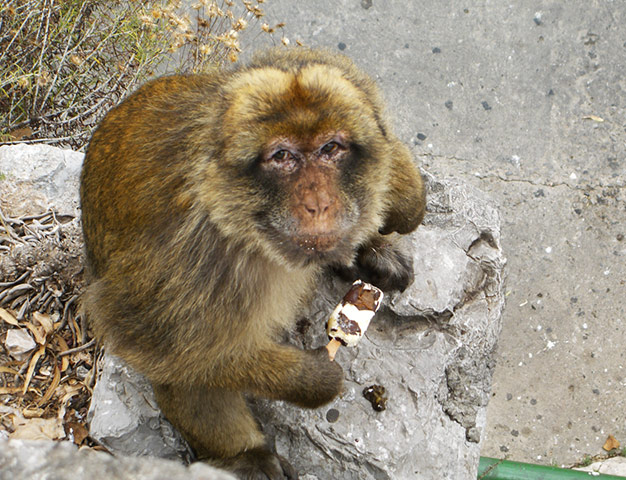 In pictures: evolution: Barbary Macaque