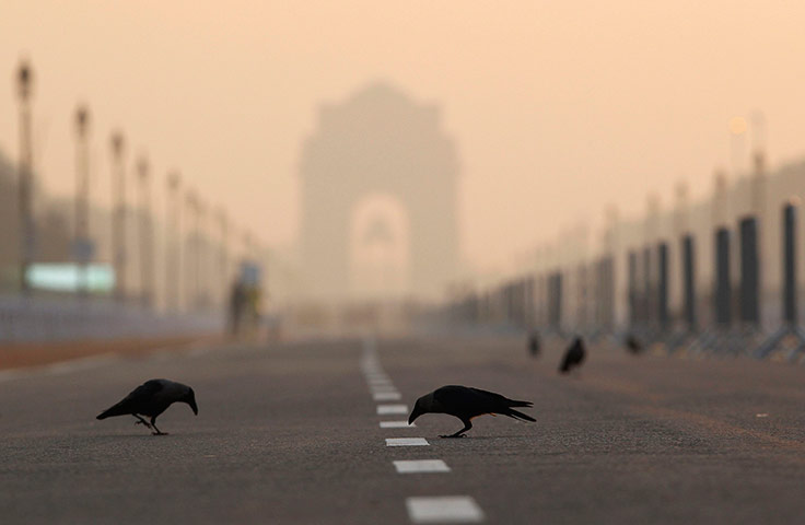 24 hours: Birds hunt for food on the course of the marathon final Commonwealth Games