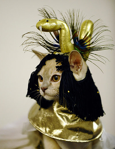 24 hours: European Burmese cat, poses in a Cleopatra costume