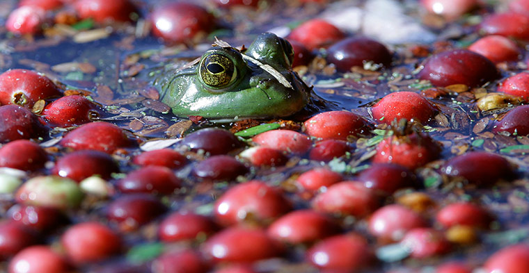 24 hours: A frog floats with cranberries awaiting harvest on a cranberry bog