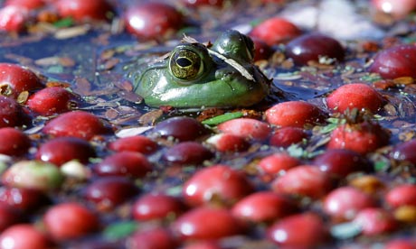 A frog floats with cranberries awaiting harvest on a cranberry bog in Wareham, Massachusetts