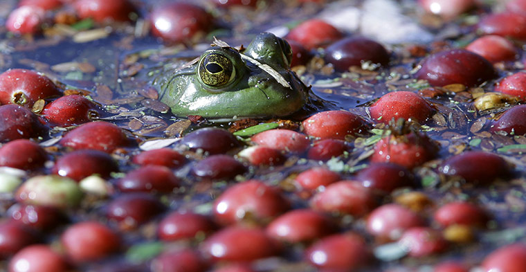 Week in wildlife: A frog floats with cranberries awaiting harvest on a cranberry bog